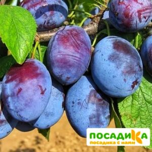 Слива Чачакская ранняя купить по цене от 229.00р. в интернет-магазине «Посадика» с доставкой почтой в в Анадыре и по всей России – [изображение №1].