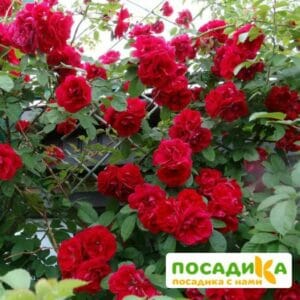 Роза плетистая Амадеус купить по цене от 399.00р. в интернет-магазине «Посадика» с доставкой почтой в в Анадыре и по всей России – [изображение №1].