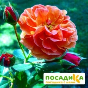 Роза Арабия купить по цене от 350.00р. в интернет-магазине «Посадика» с доставкой почтой в в Анадыре и по всей России – [изображение №1].