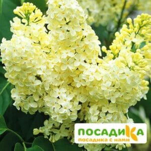 Сирень Примроуз (Primrose) купить по цене от 529.00р. в интернет-магазине «Посадика» с доставкой почтой в в Анадыре и по всей России – [изображение №1].