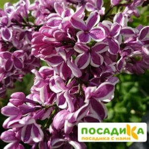 Сирень Сенсация купить по цене от 529.00р. в интернет-магазине «Посадика» с доставкой почтой в в Анадыре и по всей России – [изображение №1].