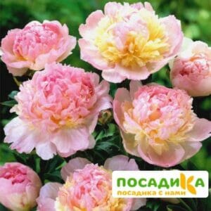 Пион Распберри Сандей (Paeonia Raspberry Sundae) купить по цене от 959р. в интернет-магазине «Посадика» с доставкой почтой в в Анадыре и по всей России – [изображение №1].