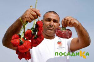 Клубника Гигант Джорнея купить по цене от 266р. в интернет-магазине «Посадика» с доставкой почтой в в Анадыре и по всей России – [изображение №1].