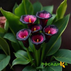 Калла Аура Лейс купить по цене от 400р. в интернет-магазине «Посадика» с доставкой почтой в в Анадыре и по всей России – [изображение №1].