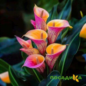 Калла Оникс купить по цене от 450р. в интернет-магазине «Посадика» с доставкой почтой в в Анадыре и по всей России – [изображение №1].
