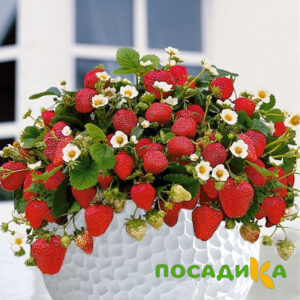 Клубника Рубиновый Шепот (горшечная) купить по цене от 240р. в интернет-магазине «Посадика» с доставкой почтой в в Анадыре и по всей России – [изображение №1].