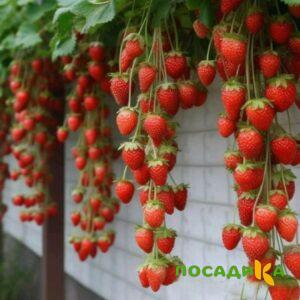 Клубника вьющаяся Комплимент купить по цене от 470р. в интернет-магазине «Посадика» с доставкой почтой в в Анадыре и по всей России – [изображение №1].