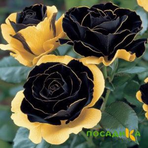 Роза Ханни Сикл купить по цене от 700р. в интернет-магазине «Посадика» с доставкой почтой в в Анадыре и по всей России – [изображение №1].