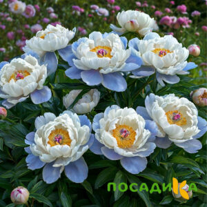 Пион акварельный Этюд купить по цене от 806р. в интернет-магазине «Посадика» с доставкой почтой в в Анадыре и по всей России – [изображение №1].
