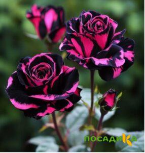 Роза Багровый Шепот купить по цене от 366р. в интернет-магазине «Посадика» с доставкой почтой в в Анадыре и по всей России – [изображение №1].