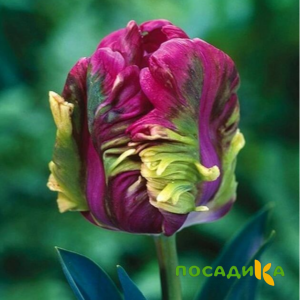 Тюльпан Экзотик Хэвен купить по цене от 186р. в интернет-магазине «Посадика» с доставкой почтой в в Анадыре и по всей России – [изображение №1].