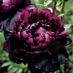 Пион Темный Сад купить по цене от 421р. в интернет-магазине «Посадика» с доставкой почтой в в Анадыре и по всей России – [изображение №1].