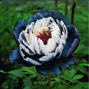 Пион Древовидный Инь-Янь купить по цене от 419р. в интернет-магазине «Посадика» с доставкой почтой в в Анадыре и по всей России – [изображение №1].